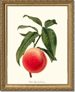 Peach, Superb de Choisy