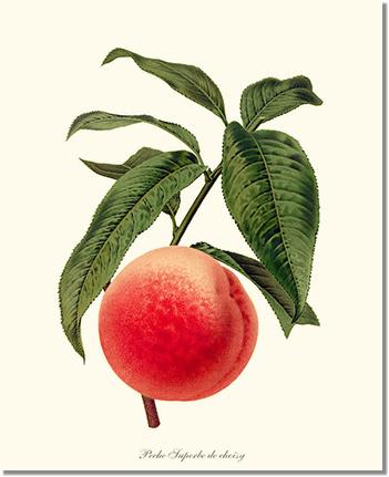Peach, Superb de Choisy | Vintage Redouté's Fruit Art Print