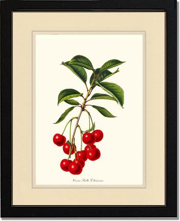 Cherries, Belle L'herissier | Vintage Redouté's Fruit Art Print