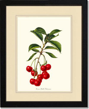 Cherries, Belle L'herissier