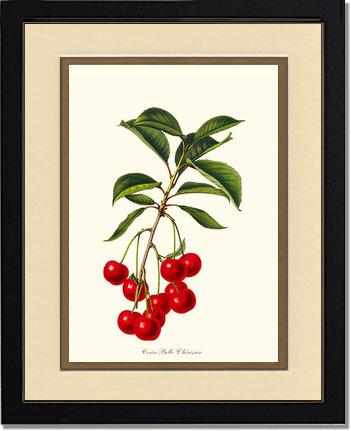 Cherries, Belle L'herissier | Vintage Redouté's Fruit Art Print