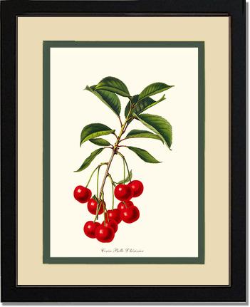 Cherries, Belle L'herissier | Vintage Redouté's Fruit Art Print