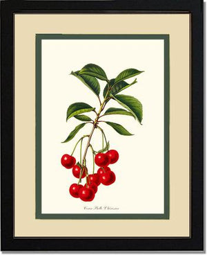 Cherries, Belle L'herissier