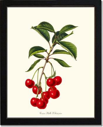 Cherries, Belle L'herissier | Vintage Redouté's Fruit Art Print