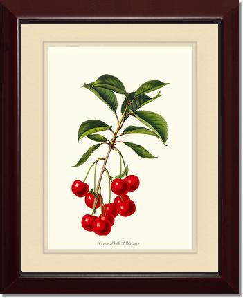 Cherries, Belle L'herissier | Vintage Redouté's Fruit Art Print
