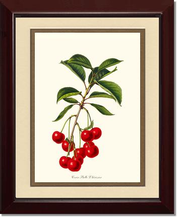 Cherries, Belle L'herissier | Vintage Redouté's Fruit Art Print