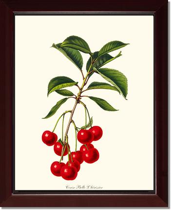 Cherries, Belle L'herissier | Vintage Redouté's Fruit Art Print
