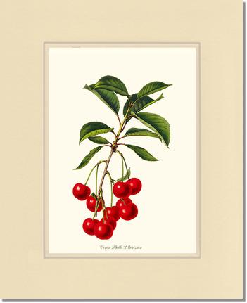 Cherries, Belle L'herissier | Vintage Redouté's Fruit Art Print