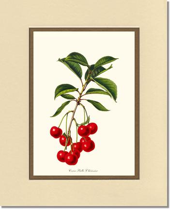 Cherries, Belle L'herissier | Vintage Redouté's Fruit Art Print