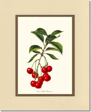 Cherries, Belle L'herissier