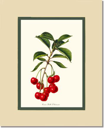 Cherries, Belle L'herissier | Vintage Redouté's Fruit Art Print