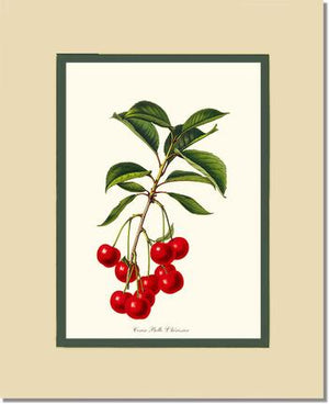 Cherries, Belle L'herissier