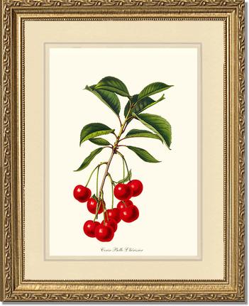 Cherries, Belle L'herissier | Vintage Redouté's Fruit Art Print