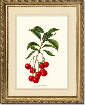 Cherries, Belle L'herissier