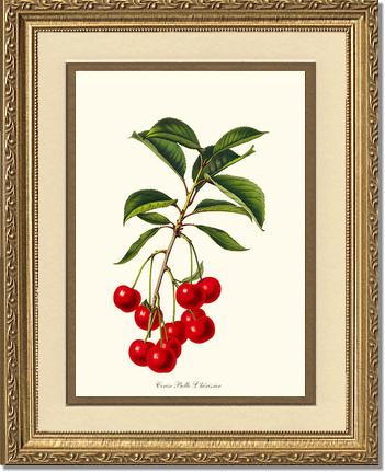 Cherries, Belle L'herissier | Vintage Redouté's Fruit Art Print