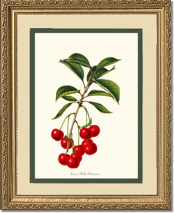 Cherries, Belle L'herissier | Vintage Redouté's Fruit Art Print