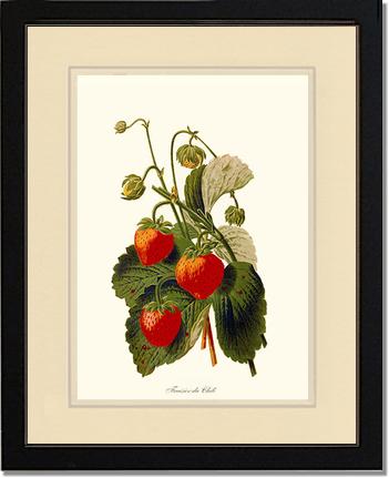 Strawberries | Vintage Redouté's Fruit Art Print