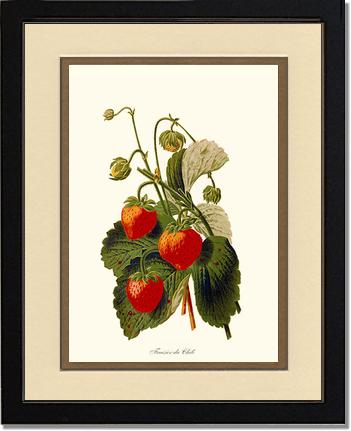 Strawberries | Vintage Redouté's Fruit Art Print