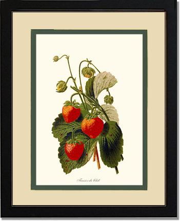 Strawberries | Vintage Redouté's Fruit Art Print