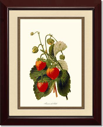 Strawberries | Vintage Redouté's Fruit Art Print