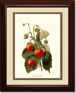 Strawberries | Vintage Redouté's Fruit Wall art print
