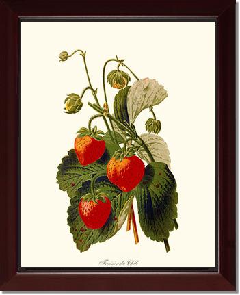 Strawberries | Vintage Redouté's Fruit Art Print