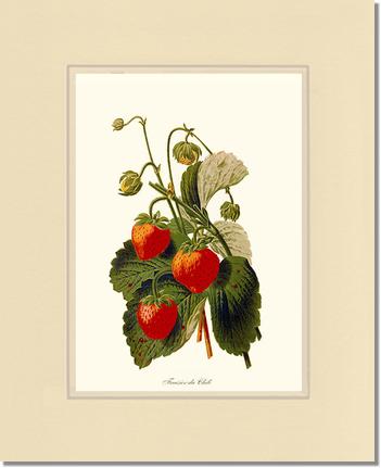 Strawberries | Vintage Redouté's Fruit Art Print