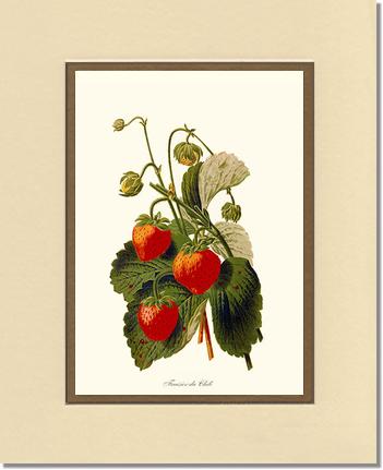 Strawberries | Vintage Redouté's Fruit Art Print