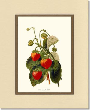 Strawberries | Vintage Redouté's Fruit Wall art print