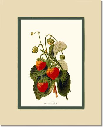 Strawberries | Vintage Redouté's Fruit Art Print