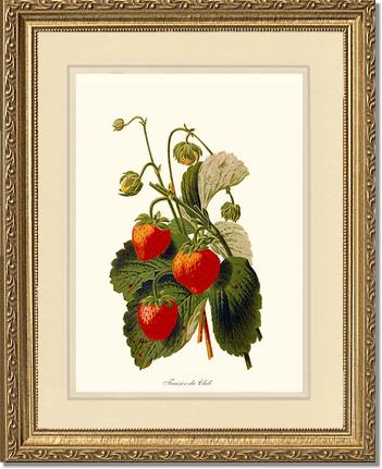 Strawberries | Vintage Redouté's Fruit Art Print
