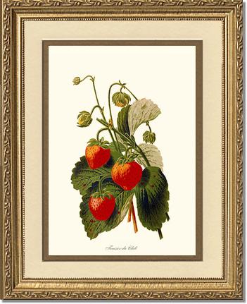 Strawberries | Vintage Redouté's Fruit Art Print