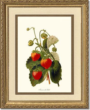 Strawberries | Vintage Redouté's Fruit Wall art print