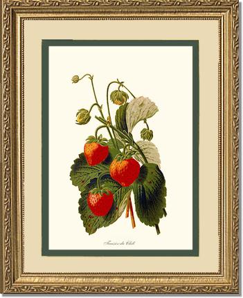 Strawberries | Vintage Redouté's Fruit Art Print