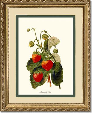 Strawberries | Vintage Redouté's Fruit Wall art print