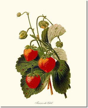 Strawberries | Vintage Redouté's Fruit Wall art print