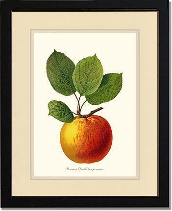 Apple, Double Bon Pommier - Charting Nature