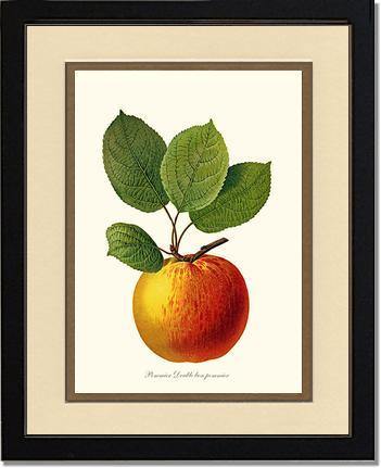 Apple, Double Bon Pommier - Charting Nature