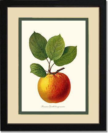 Apple, Double Bon Pommier - Charting Nature