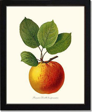 Apple, Double Bon Pommier - Charting Nature