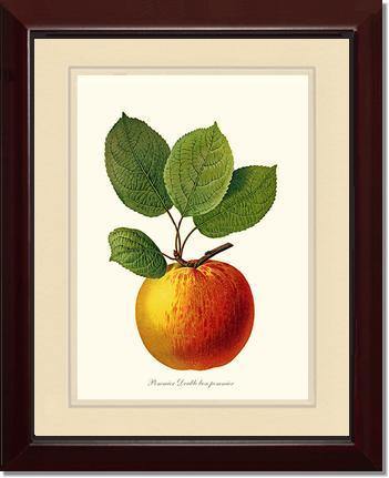 Apple, Double Bon Pommier - Charting Nature