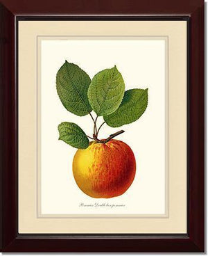 Apple, Double Bon Pommier - Charting Nature
