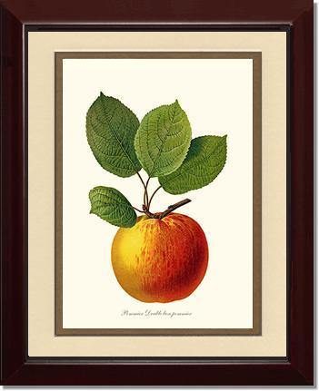 Apple, Double Bon Pommier - Charting Nature