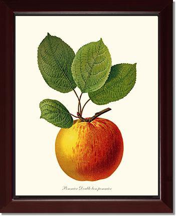 Apple, Double Bon Pommier - Charting Nature
