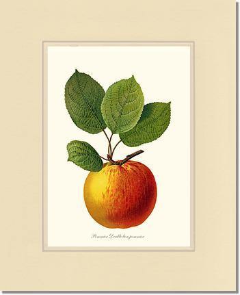 Apple, Double Bon Pommier - Charting Nature