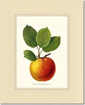Apple, Double Bon Pommier - Charting Nature