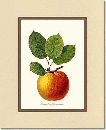 Apple, Double Bon Pommier - Charting Nature