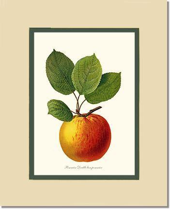 Apple, Double Bon Pommier - Charting Nature