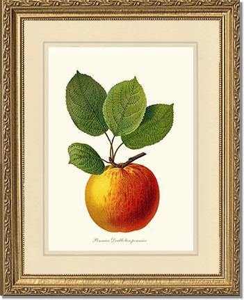 Apple, Double Bon Pommier - Charting Nature