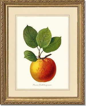 Apple, Double Bon Pommier - Charting Nature
